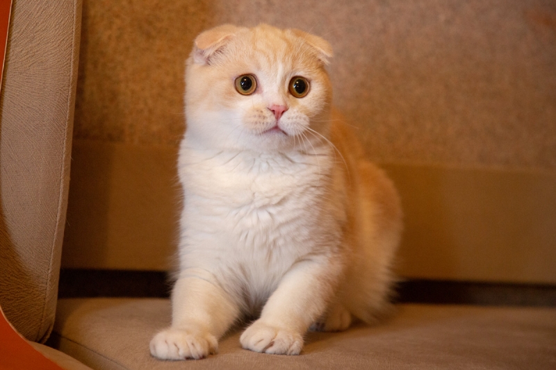Эти забавные шотландские котята
