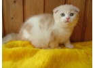 Уникальные шотландские котята из питомника