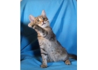 Котенок Фантик в хорошие руки