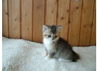 Компанейские шотландские котята